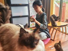 -楼上猫咖(罗湖店)