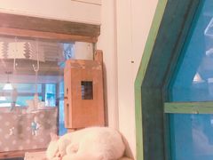 -猫咪博物馆(顶澳仔猫街店)