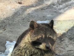 -青藏高原野生动物园