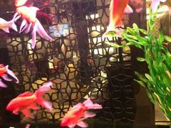 -五月花(朝阳南大街店)