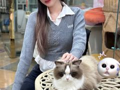 -糯米喵星人总部直营旗舰店·猫舍·幼猫出售