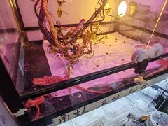 -花鸟鱼虫鲜花绿植市场(玉泉路店)