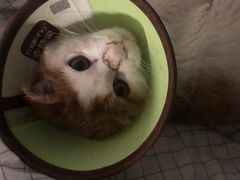 -A猫a狗全科·犬猫异宠·芥西宠物医院(南开总院)