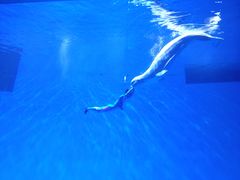 -芜湖新华联大白鲸海洋公园