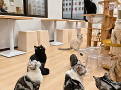 -有喵·猫咖·狗咖·30几只猫10只小狗(岗厦店)