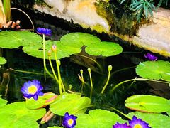 -国家植物园南园