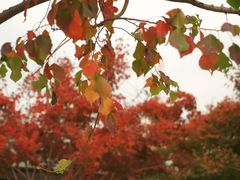-昆山城市生态森林公园