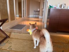 -阳澄湖费尔蒙酒店