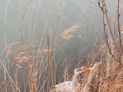 -野鸭湖国家湿地公园