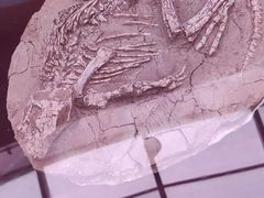 -陕西自然博物馆