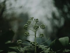 -天鹅湖体育公园