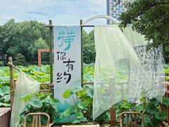 -陈家山荷花公园