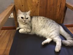 -喵园·猫主题咖啡厅·撸猫·猫咖(国贸店)