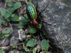-雁荡山三折瀑景区