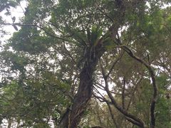 -海南热带雨林国家公园吊罗山景区