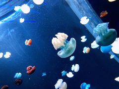 -新加坡海洋生态馆