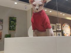 -藏猫猫咖啡主题馆(中央大道店)