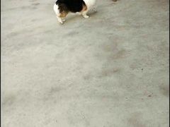 -宠物之家Pets Home 宠物寄养酒店