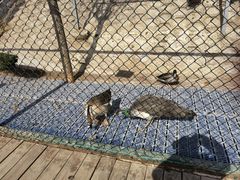 -北京鹿世界主题园