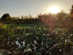 -艾溪湖湿地公园