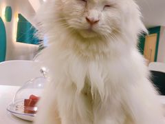 -飞行喵MR PILOT|猫舍·猫咖(静安大融城店)