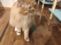 -绒爪撸猫下午茶·猫咖