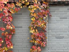 -北京西山国家森林公园