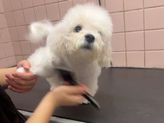 -FAELING PETS美天灵宠物(富力广场店)