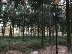 -东平国家森林公园