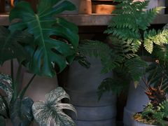 -自由生长植物工作室(深港花卉中心店)