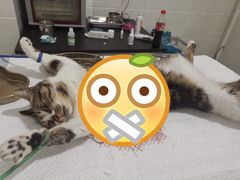 -灵美宠物诊所