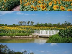 -花开海上生态园