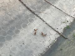 -武汉关码头(轮渡站)