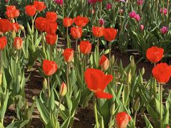 -石家庄市植物园