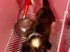 -翊宠yipet猫狗购宠庄园犬舍•猫舍