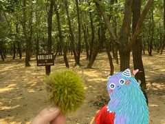 -日照海滨国家森林公园