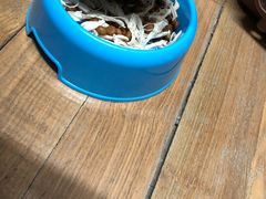 -东方名猫馆·英短金渐层布偶猫舍(环线广场1号楼店)