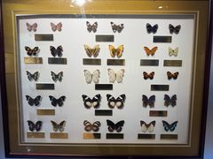 -上海昆虫博物馆