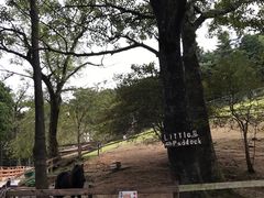 -神户市立六甲山牧场