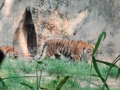 -秦皇岛野生动物园