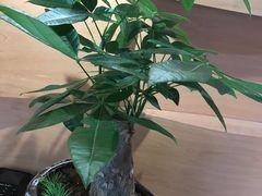 -双季花艺园艺市场(浦东店)