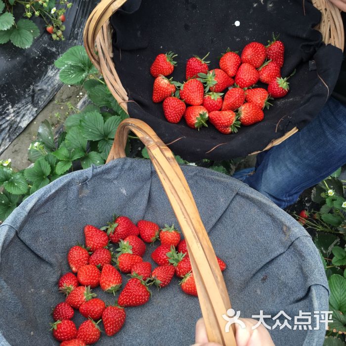 小魚草莓採摘園農家樂(小魚餐廳)圖片 - 第3張