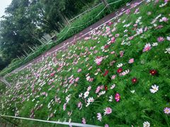 -艾溪湖湿地公园