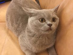 -袖虎·猫馆(体育西路店)