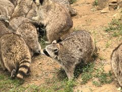 -秦皇岛野生动物园
