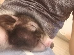 -浣熊柯尔鸭土拨鼠·电玩咖