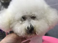-宠福鑫康馨动物医院·骨科·眼科
