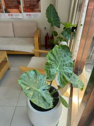 -慈蕊美容养生·专业经络调理