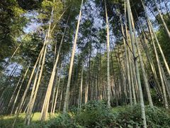 -西湖风景区十里琅珰-五云山