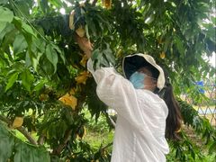 -老袁家蜜桃农场·阳山水蜜桃